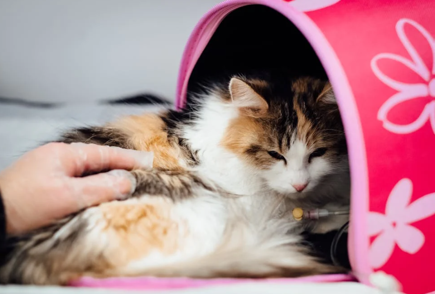 고양이 급성 질환, 볼드모트 사료 집사분들 주의